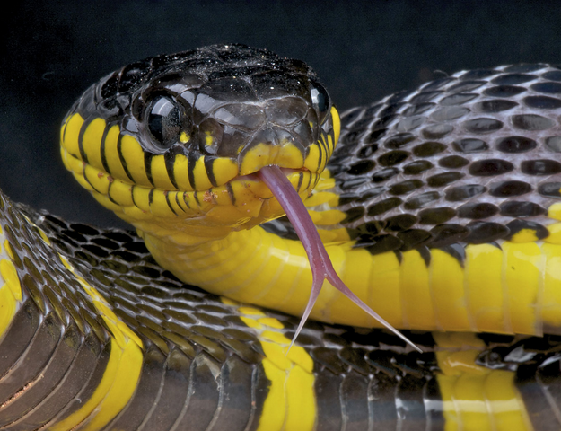 lidah ular bercabang